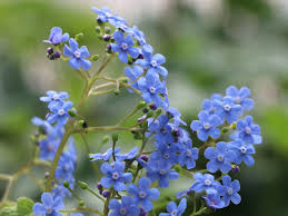 Image result for Vergissmeinnicht