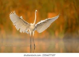 Attēlu rezultāti vaicājumam “Egretta alba”