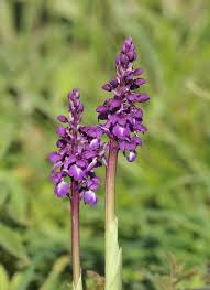 Attēlu rezultāti vaicājumam “Orchis mascula leaf”