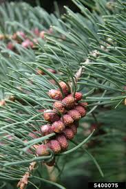 Attēlu rezultāti vaicājumam “Abies concolor”
