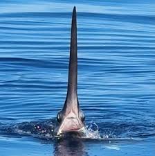 Image result for Xiphias gladius