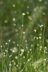 Attēlu rezultāti vaicājumam “Rhynchospora alba flower”