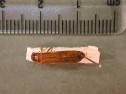 Attēlu rezultāti vaicājumam “Lymexylidae”