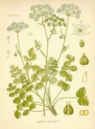 Attēlu rezultāti vaicājumam “Pimpinella saxifraga leaf”