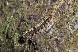 Attēlu rezultāti vaicājumam “Eilema depressa”