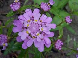 Image result for Iberis umbellata