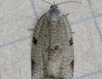 Attēlu rezultāti vaicājumam “Lozotaenia forsterana”