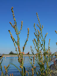Attēlu rezultāti vaicājumam “Atriplex littoralis”