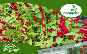 Attēlu rezultāti vaicājumam “Chenopodium foliosum”