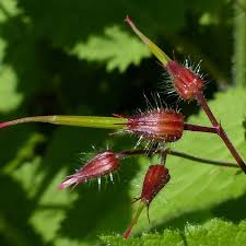 Attēlu rezultāti vaicājumam “Geranium robertianum fruit”