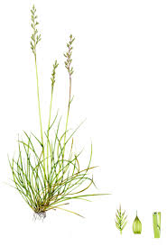 Attēlu rezultāti vaicājumam “Festuca ovina fruit”