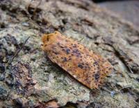 Attēlu rezultāti vaicājumam “Conistra rubiginea”