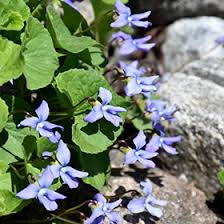 Attēlu rezultāti vaicājumam “Viola odorata”