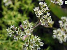 Attēlu rezultāti vaicājumam “Scleranthus perennis flower”