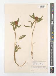 Attēlu rezultāti vaicājumam “Trifolium alpestre leaf”