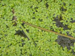 Attēlu rezultāti vaicājumam “Callitriche verna”