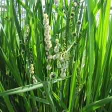 Attēlu rezultāti vaicājumam “Sparganium minimum leaf”
