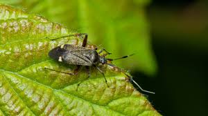 Attēlu rezultāti vaicājumam “Closterotomus biclavatus”
