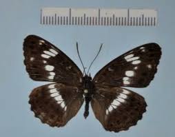 Attēlu rezultāti vaicājumam “Limenitis camilla”