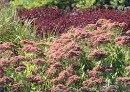 Image result for Sedum album `Coral Carpet`