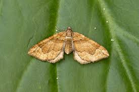 Attēlu rezultāti vaicājumam “Pelurga comitata”