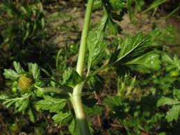 Attēlu rezultāti vaicājumam “Potentilla supina”