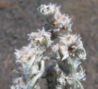 Attēlu rezultāti vaicājumam “Filago arvensis”