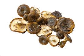 Attēlu rezultāti vaicājumam “Lactarius necator”