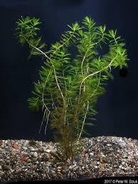 Attēlu rezultāti vaicājumam “Myriophyllum spicatum”