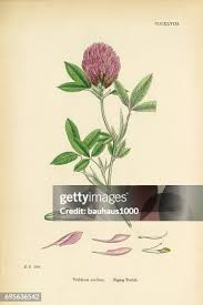 Attēlu rezultāti vaicājumam “Trifolium medium”