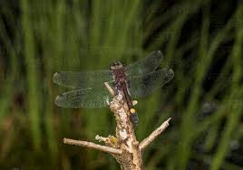 Attēlu rezultāti vaicājumam “Leucorrhinia pectoralis”