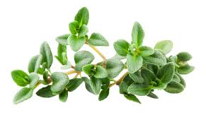 Attēlu rezultāti vaicājumam “Thymus vulgaris leaf”