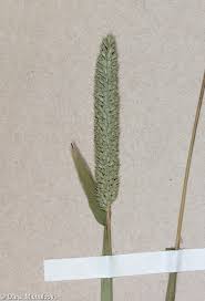 Attēlu rezultāti vaicājumam “Phleum phleoides fruit”