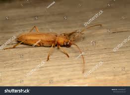 Attēlu rezultāti vaicājumam “Criocephalus rusticus”