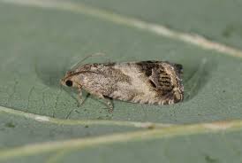 Attēlu rezultāti vaicājumam “Cydia splendana”