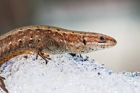 Attēlu rezultāti vaicājumam “Lacerta agilis”