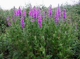 Image result for Lythrum salicaria