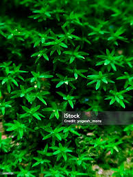 Attēlu rezultāti vaicājumam “Atrichum undulatum”