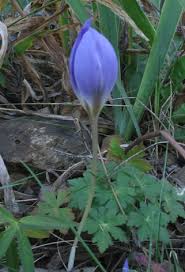 Attēlu rezultāti vaicājumam “Crocus speciosus”