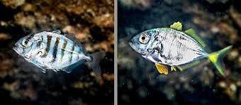 Image result for Caranx hippos