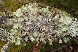 Attēlu rezultāti vaicājumam “Platismatia glauca”