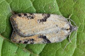 Attēlu rezultāti vaicājumam “Acleris bergmanniana”