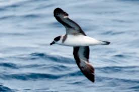 Image result for Pterodroma hasitata