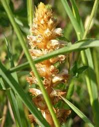 Attēlu rezultāti vaicājumam “Orobanche elatior flower”