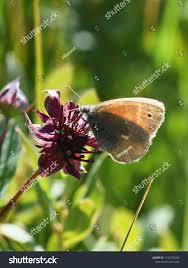 Attēlu rezultāti vaicājumam “Coenonympha tullia”