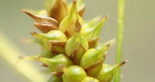 Attēlu rezultāti vaicājumam “Carex viridula”