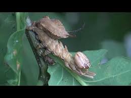 Attēlu rezultāti vaicājumam “Stauropus fagi larva”