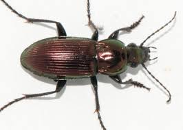 Attēlu rezultāti vaicājumam “Poecilus lepidus”