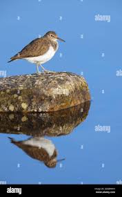 Attēlu rezultāti vaicājumam “Actitis hypoleucos adult”