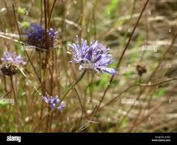 Attēlu rezultāti vaicājumam “Jasione montana flower”